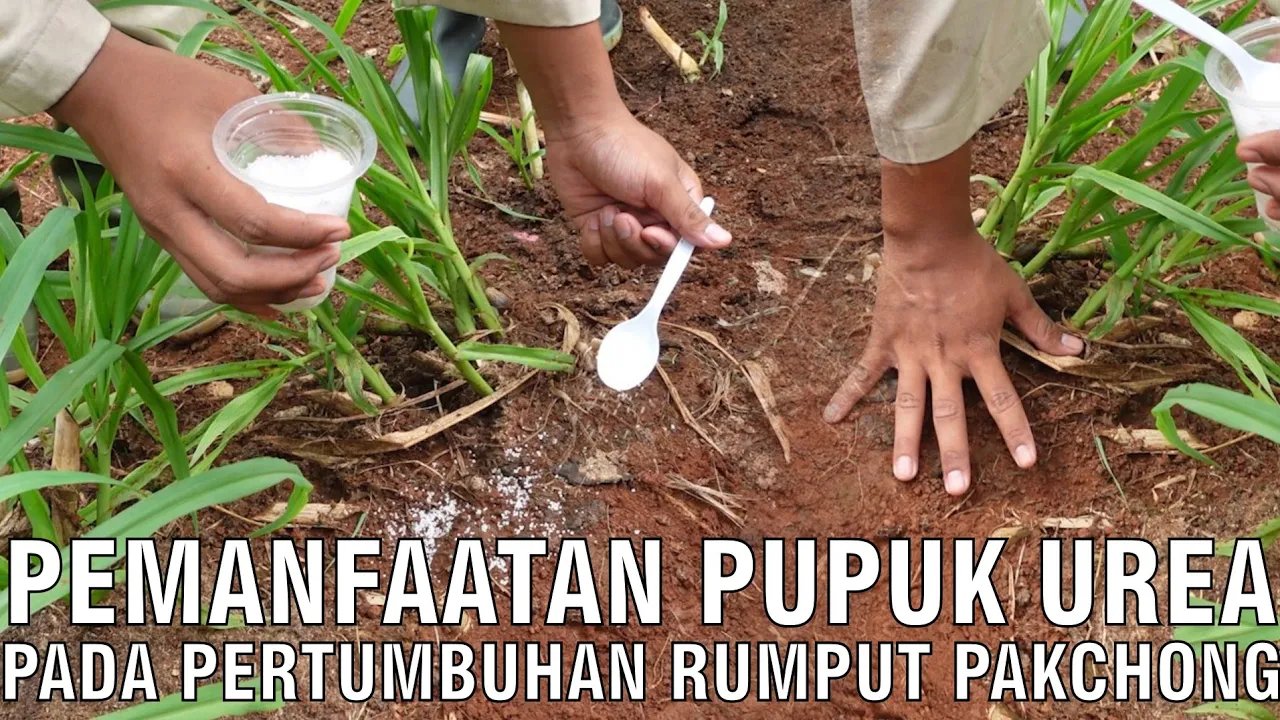 
                                 Pemanfaatan-Pupuk-Urea-Pada-Pertumbuhan-Rumput-Pakchong
